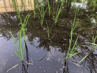 田んぼに豊年エビがいます！