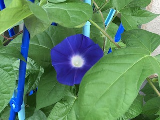 夏の校庭