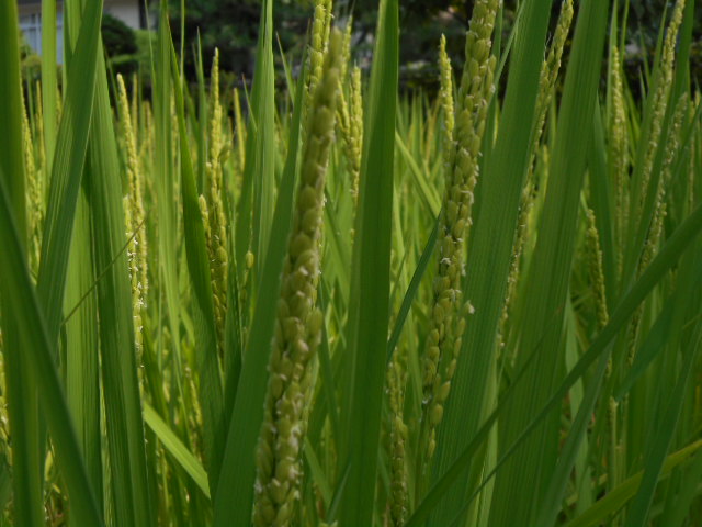 稲の花が咲きました