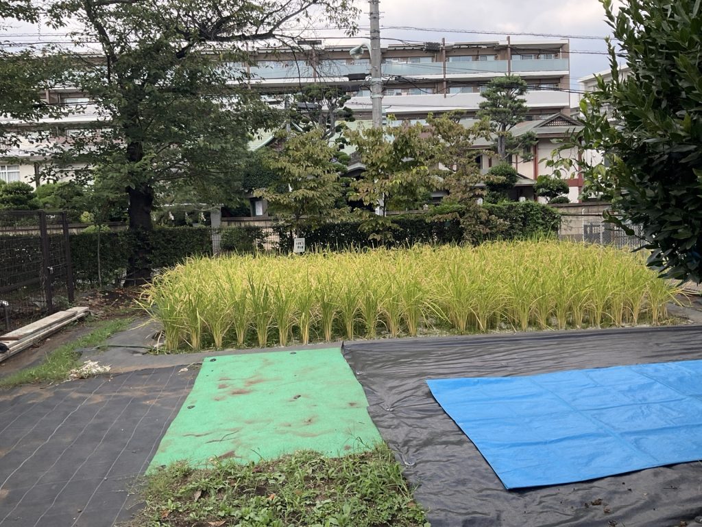 やってみ四「稲かり」