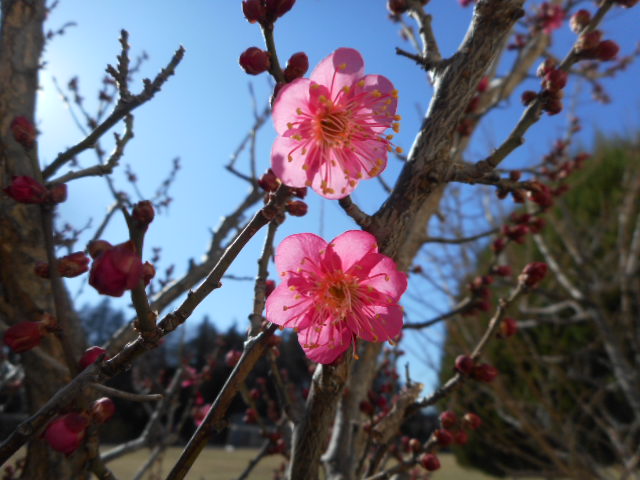 紅梅が咲きました